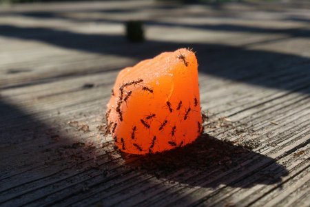 ants.jpg