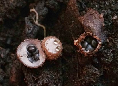 Birds Nest Fungus Macro.jpg