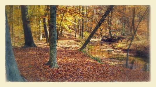 walk in the woods.jpg