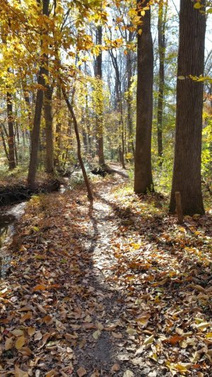 Woods.jpg