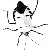buggy_droid