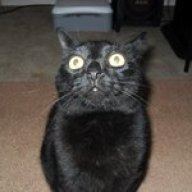 Foosa Dee Cat