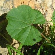 Blecheron