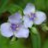 spiderwort