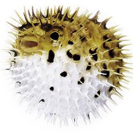 blowfish888