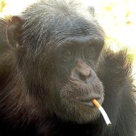 chimpboy74
