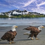 Irisheagle