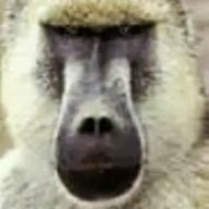 ProudPrimate
