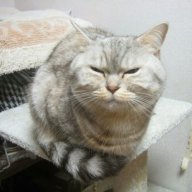 Ryutora