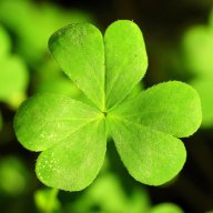 Shamrock_627