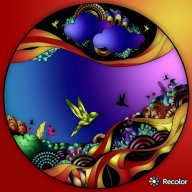 coreopsis31