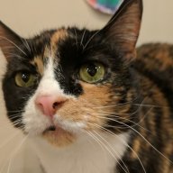 Amy726