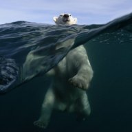BearlyFloats