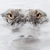 Swamp55