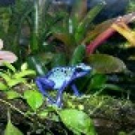 dragonspirit1185
