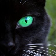 Willow Kitty90