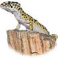elgecko