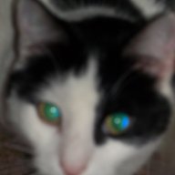 KattP