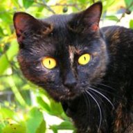 KittyPumbala