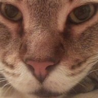Cinnamon Cappel
