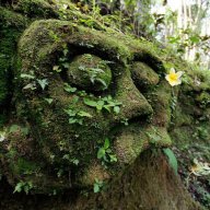 Moss McMossface