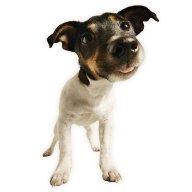 tinydog1234