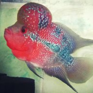 Bhushan B