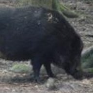 Big Boar