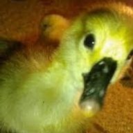 Goose Juice