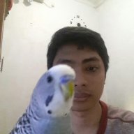 Yogi Firmansyah