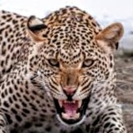 Golden Leopard Gamer