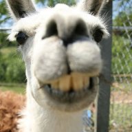 Rogue Llama