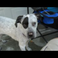 Frito247