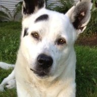 lupamcdog