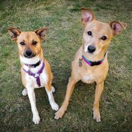 zoepheedogs