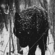 Sentry Wolf