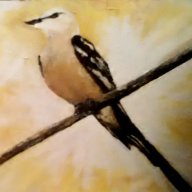 scissortail