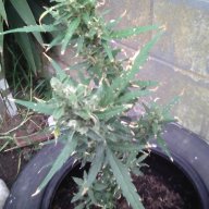 Raydee Blue