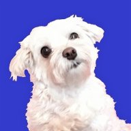 Shelterdog Lover