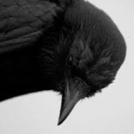 birb xd