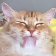 typing_hamster