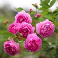 rose955