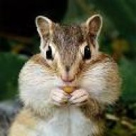 Chip Monk