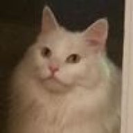 fluffykitten