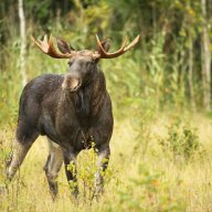 GoldenMoose