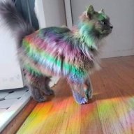 JayeCat