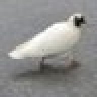 elegant_pigeon