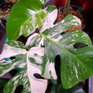 PlantGuy