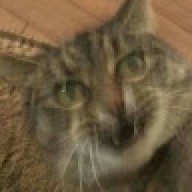 Cat Nip