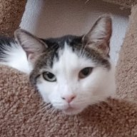 cyncat458